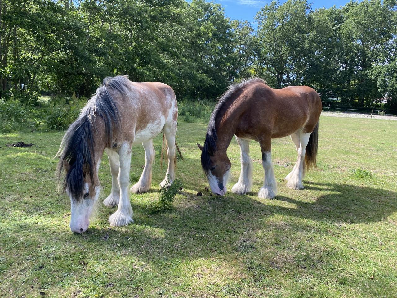 Te koop: 2 hele lieve Clydesdales (moeder & dochter)