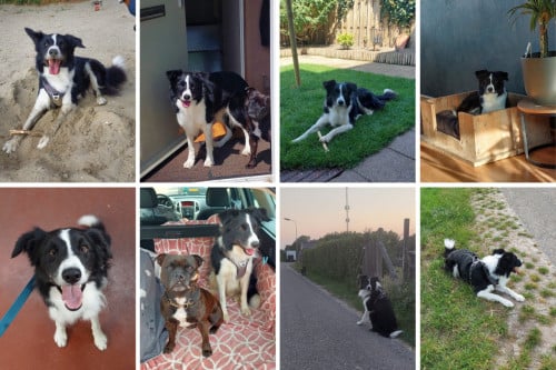 Paka zoekt een liefdevol huisje