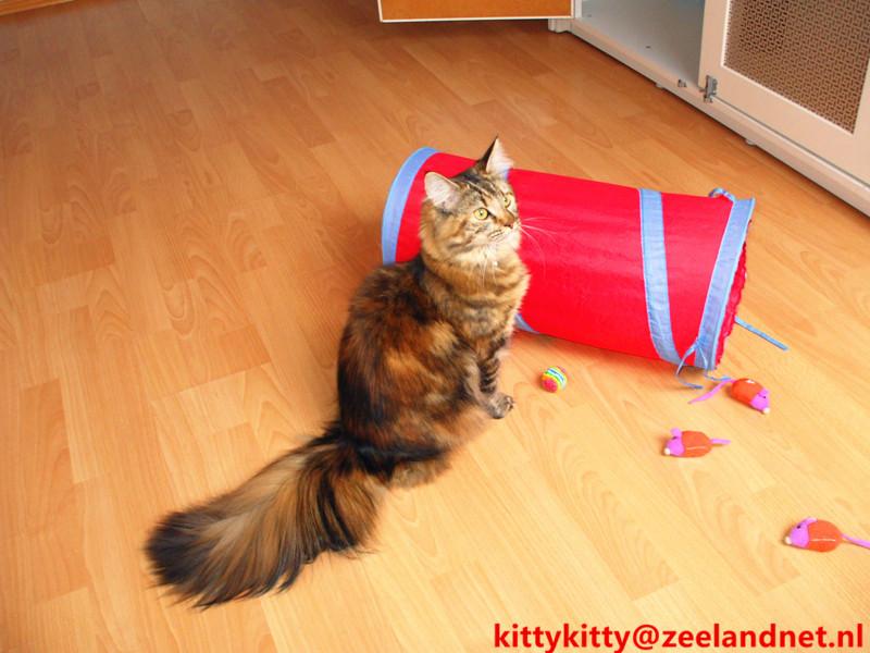 Kattenhotel Kitty Kitty, in Axel