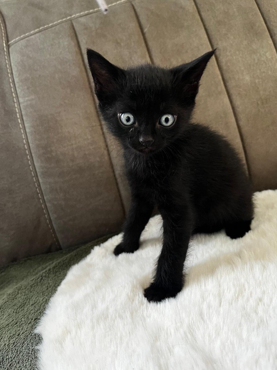Leuke kittens
