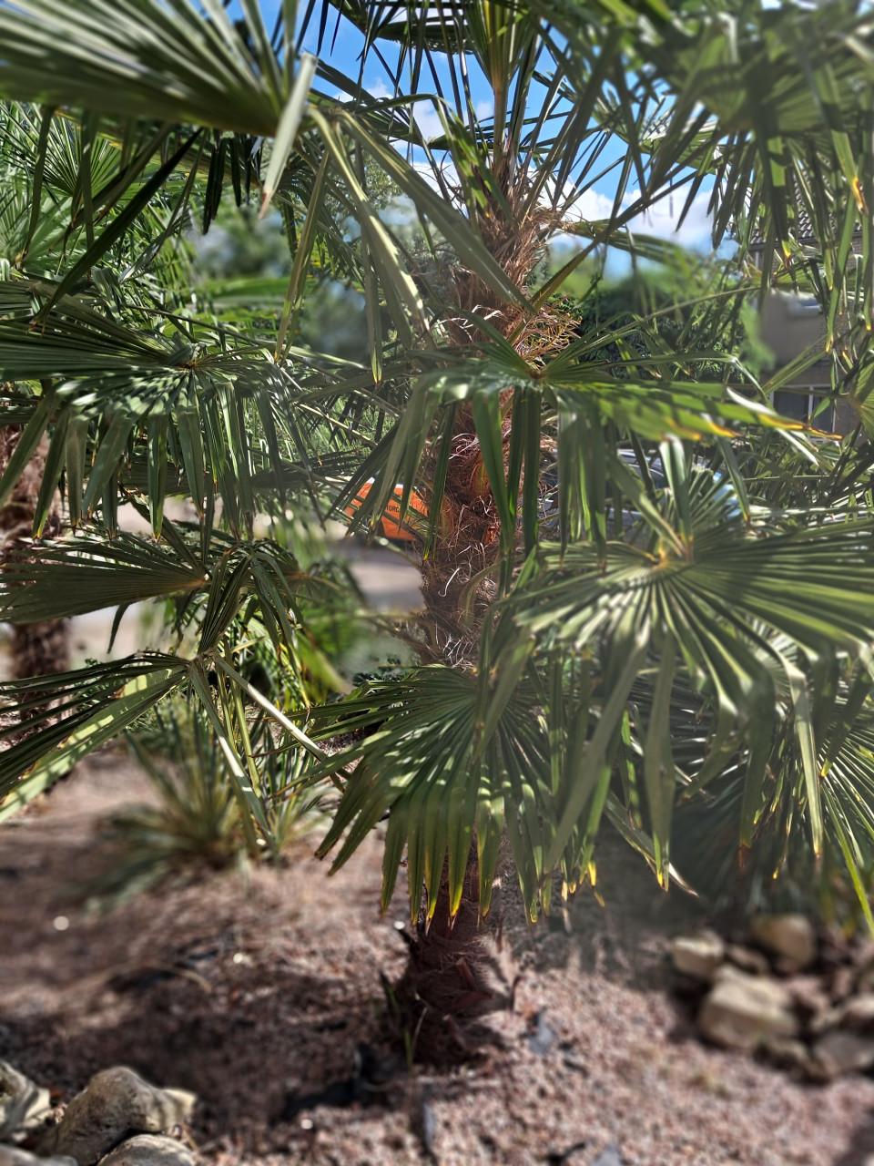 Palmbomen