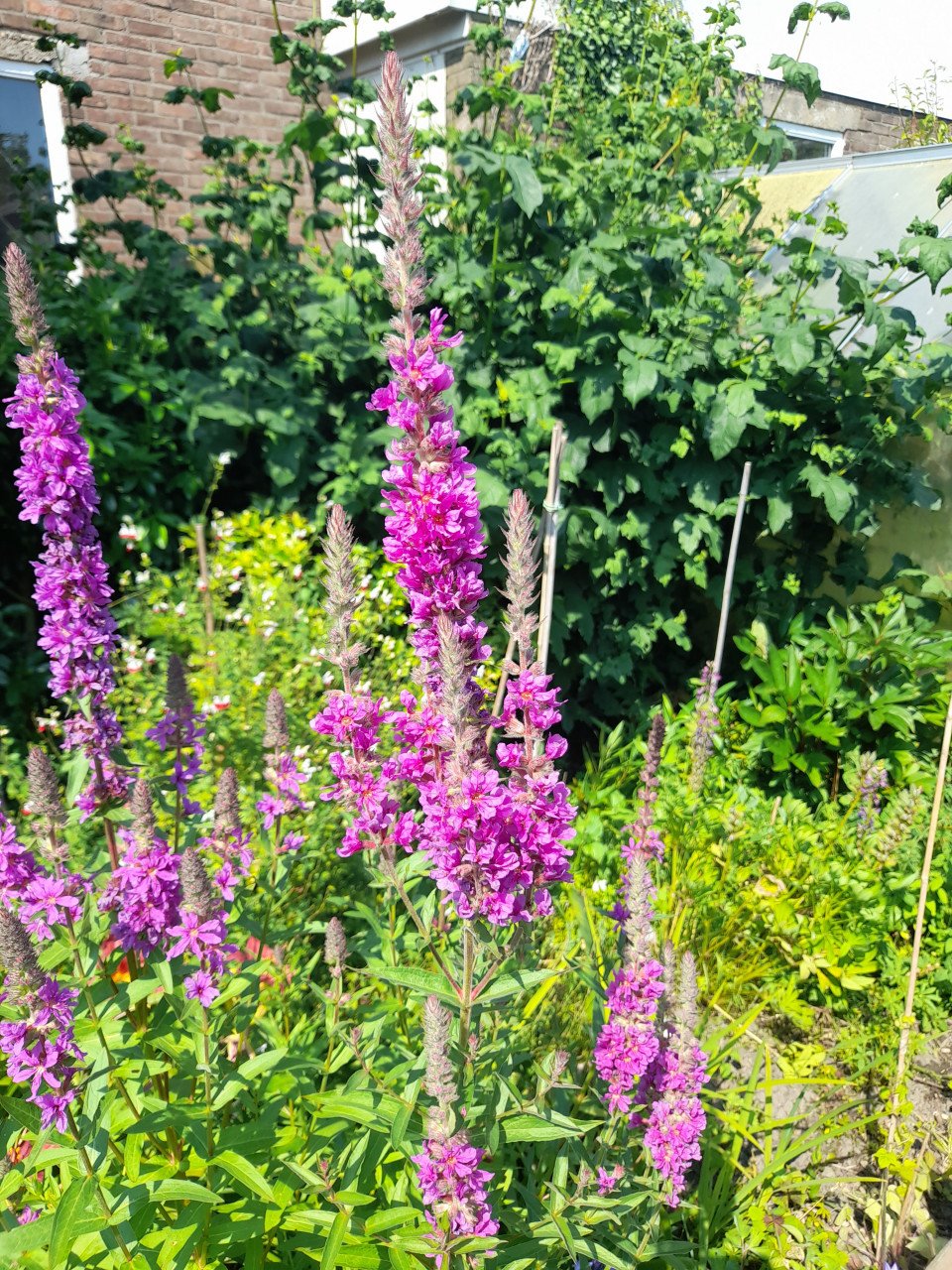Lythrum Salicaria/grote kattestaart