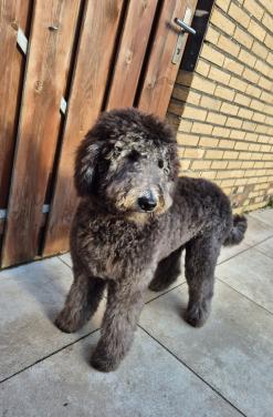 Liefdevolle vachtverzorging voor honden & katten!