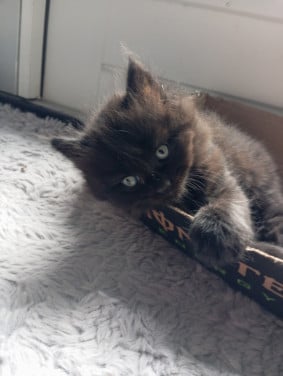 Kitten mannetje langhaar