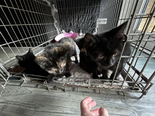 Kittens