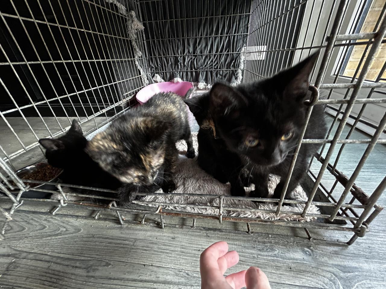 Kittens