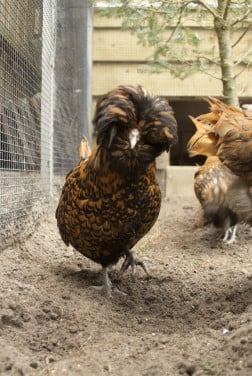 2 hollandse kuifhoenders hen