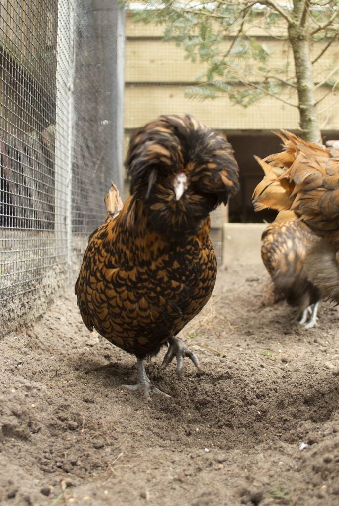 2 hollandse kuifhoenders hen