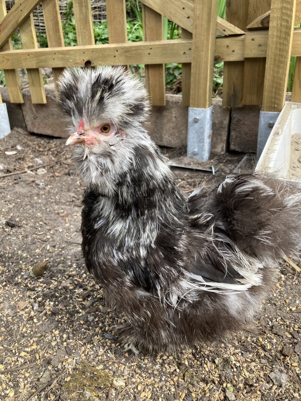 Broedeieren Jersey Giant, Brahma, zijdehoen en groenlegger