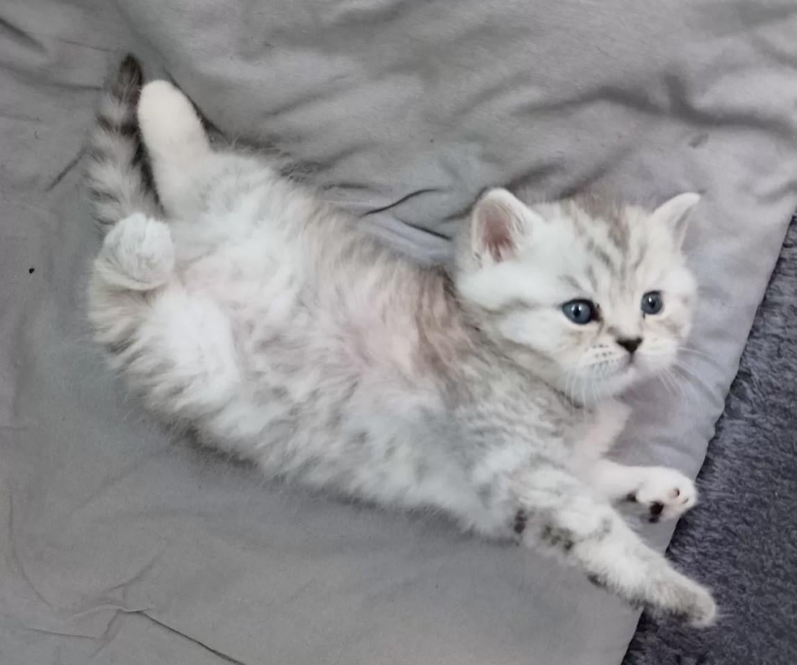 Britse kort haar kittens
