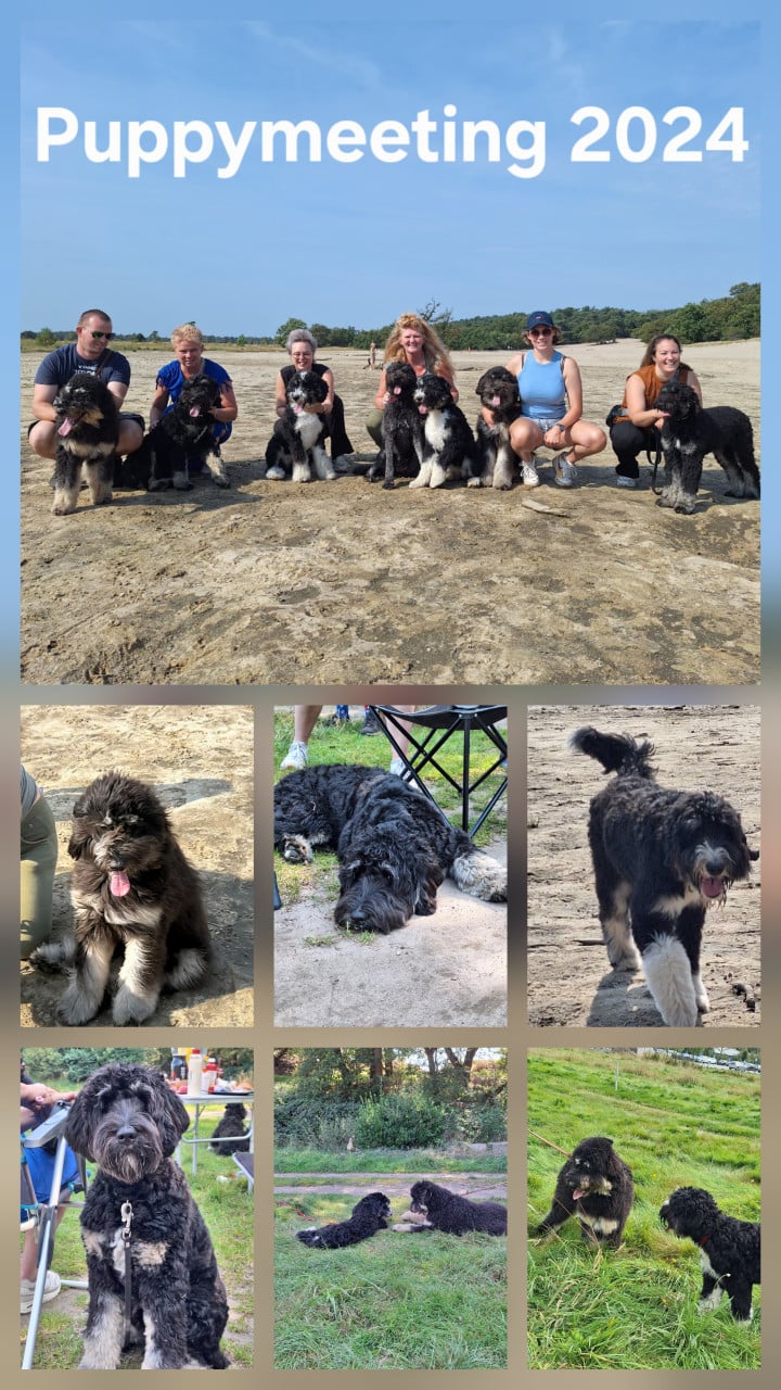 Bernedoodles pups