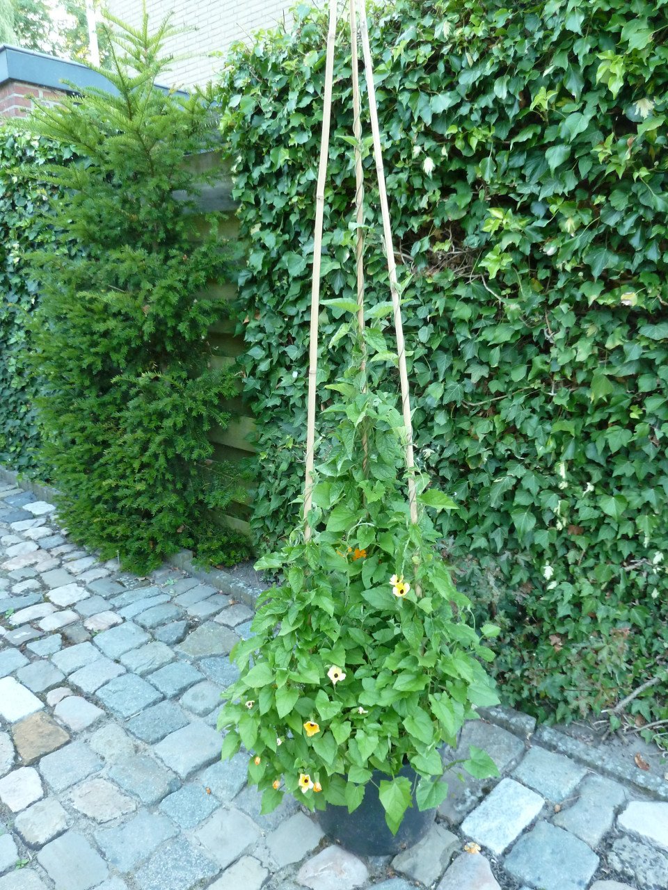 TE KOOP SUSANNE MET DE MOOIE OGEN
