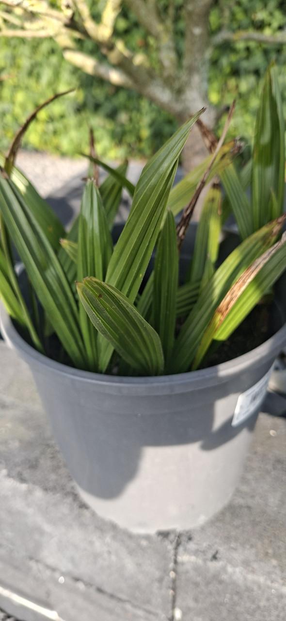 Palboom fortunei zaad hele tros €10