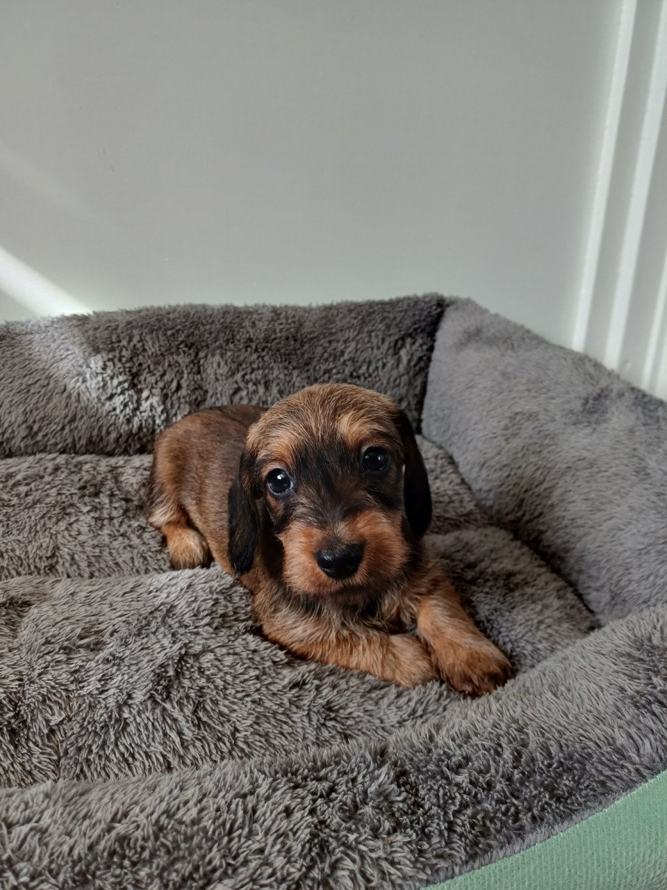 Super leuke Ruwhaar Dwerg Teckel pups