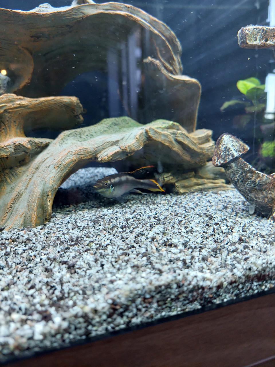 Aquarium Rio Juwel 180 met vissen bestand