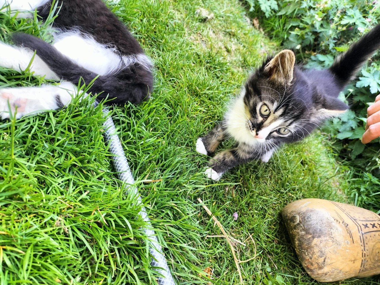 3 mooie kittens