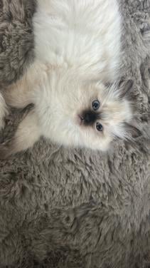 Twee prachtige Ragdoll kittens beschikbaar