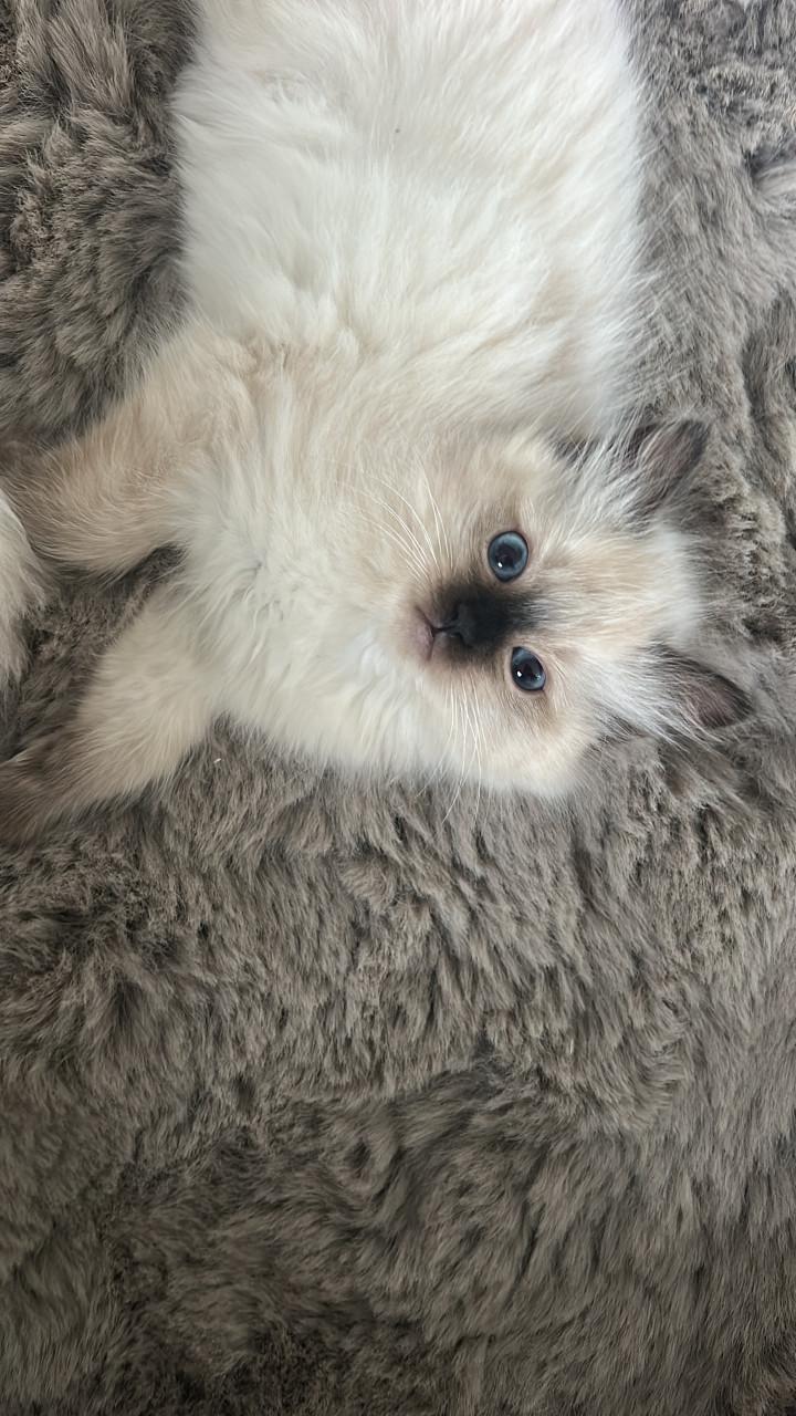 Twee prachtige Ragdoll kittens beschikbaar