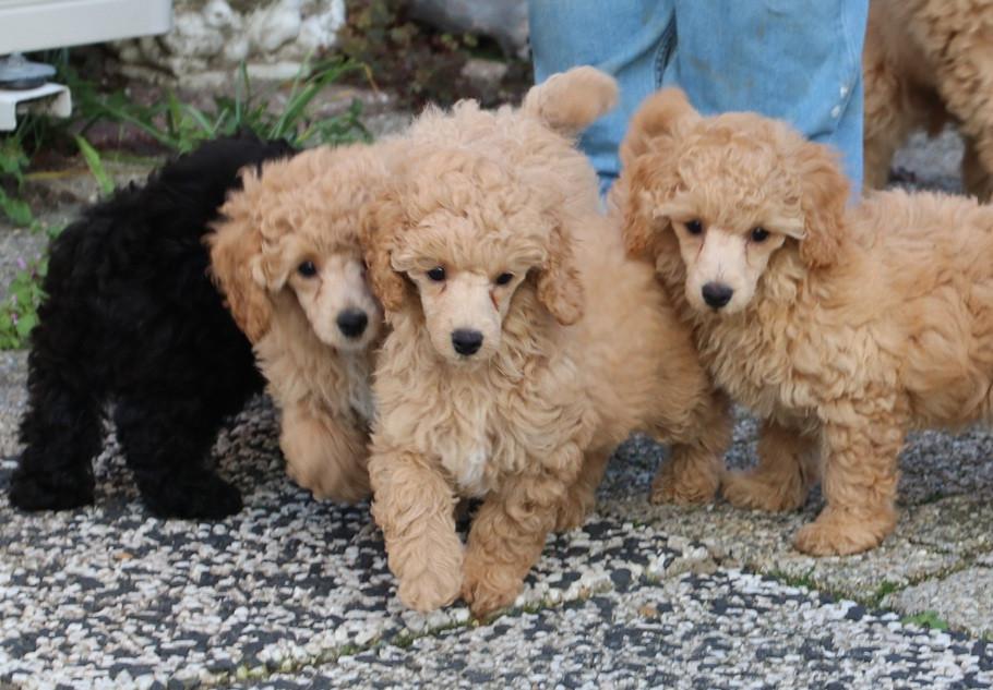 Dwerg poedel pups