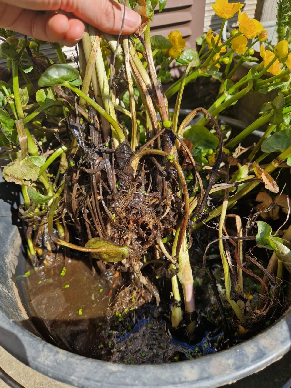 Stekjes dotterbloem inheemse waterplant