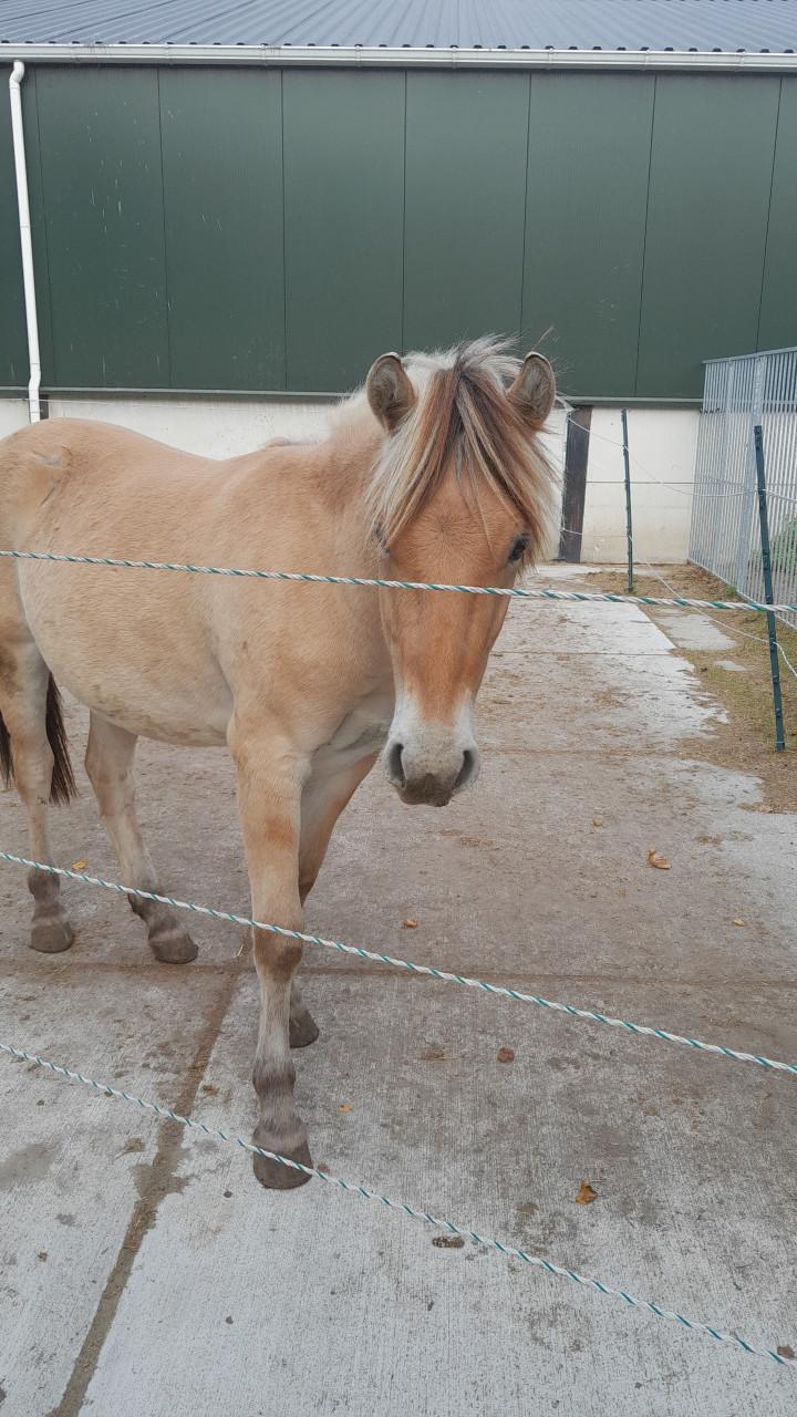 Fjorden ruin te koop