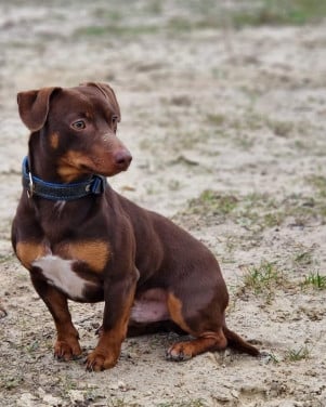 Jack russell reu