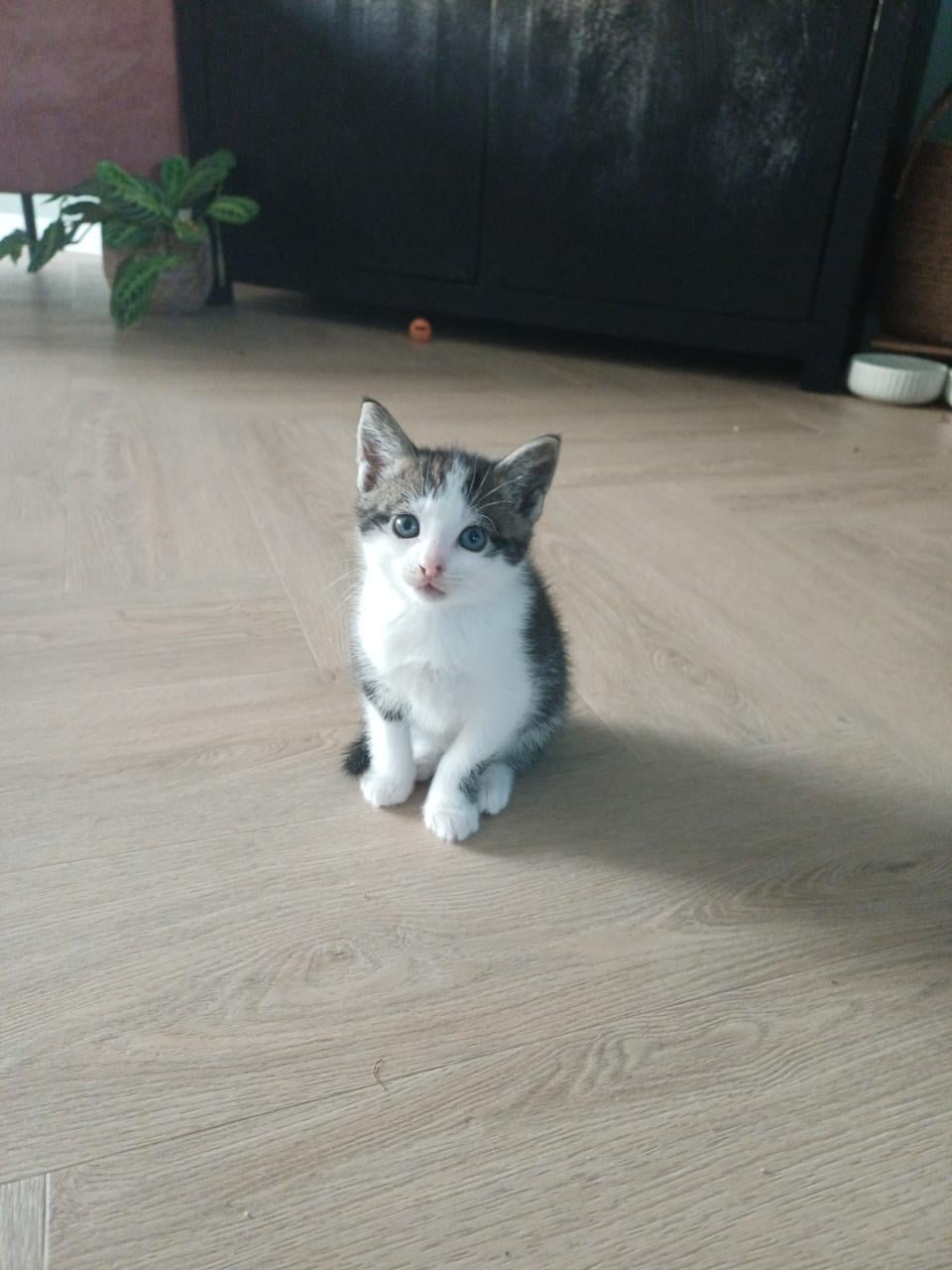 Kittens