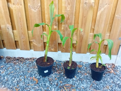 Bananenplant