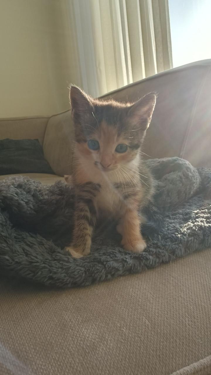 Kittens