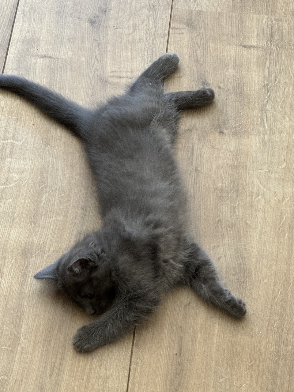Ragdoll kittens