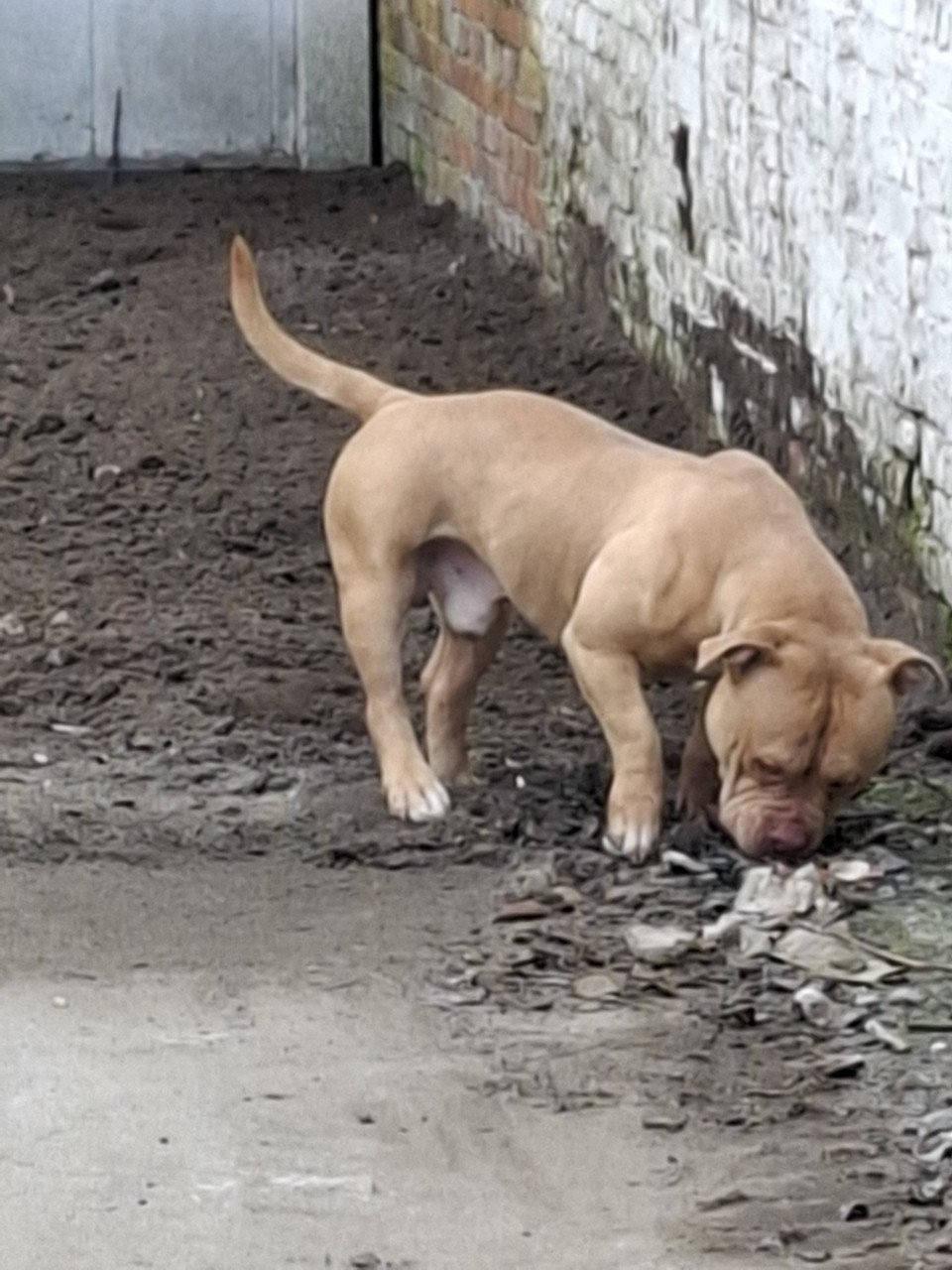 Micro american bully