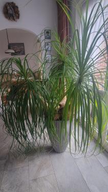 3 Olifantspootpalm  Beaucarnea planten