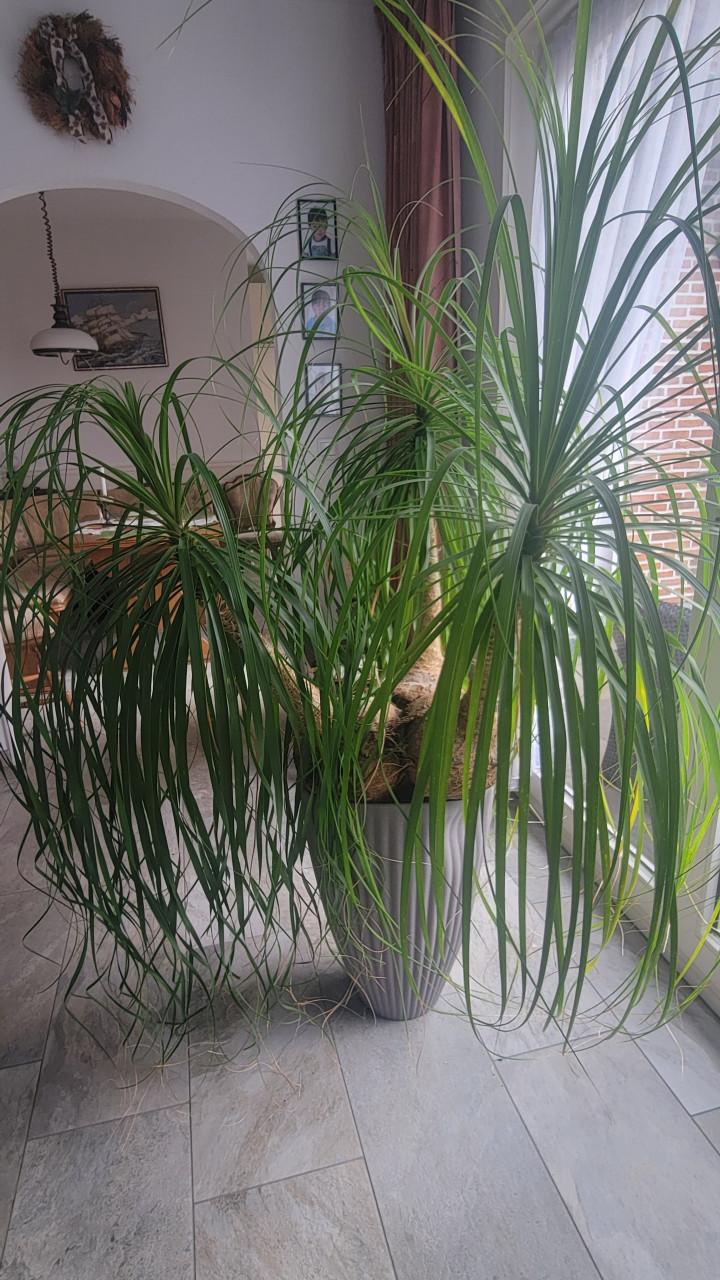 3 Olifantspootpalm  Beaucarnea planten