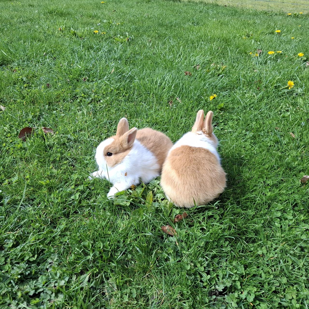 Hollander konijntjes (vrouwtjes)