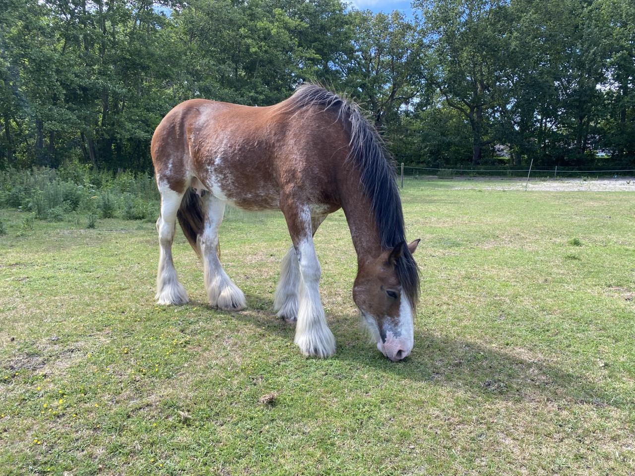 Te koop: 2 hele lieve Clydesdales (moeder & dochter)