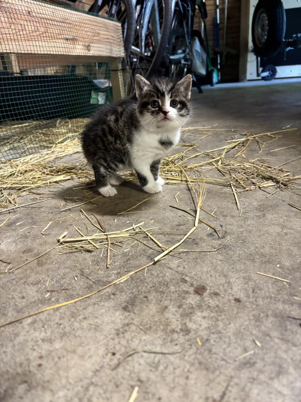 4 boerderij kittens