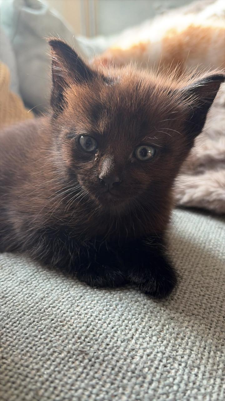 Kittens maine coone kruising