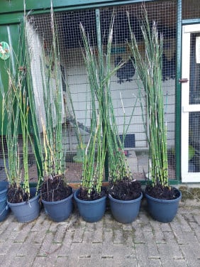 Japanse Holpijp planten
