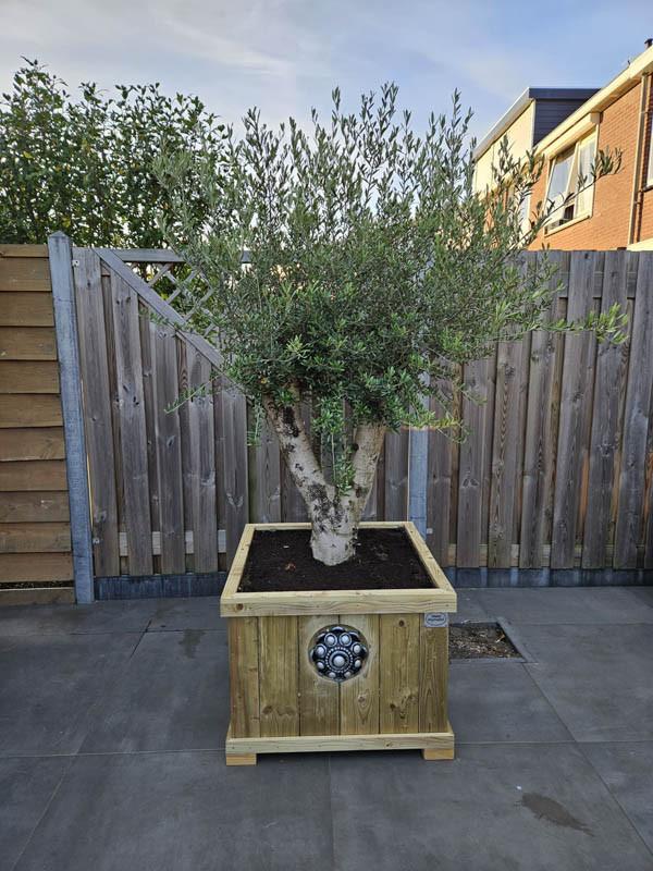 Zeeuwse knop bloembakken projecten ter inspiraties L85 x B85 x H75