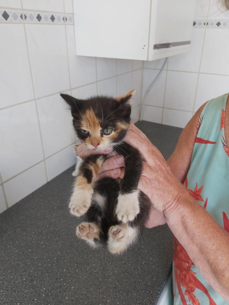 Schattige kittens