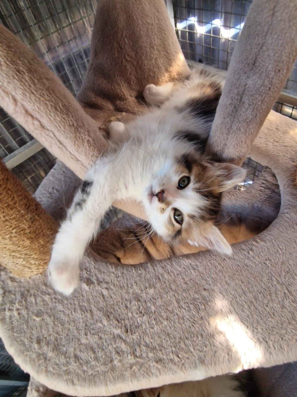 Te koop mooie Maine Coon katertjes