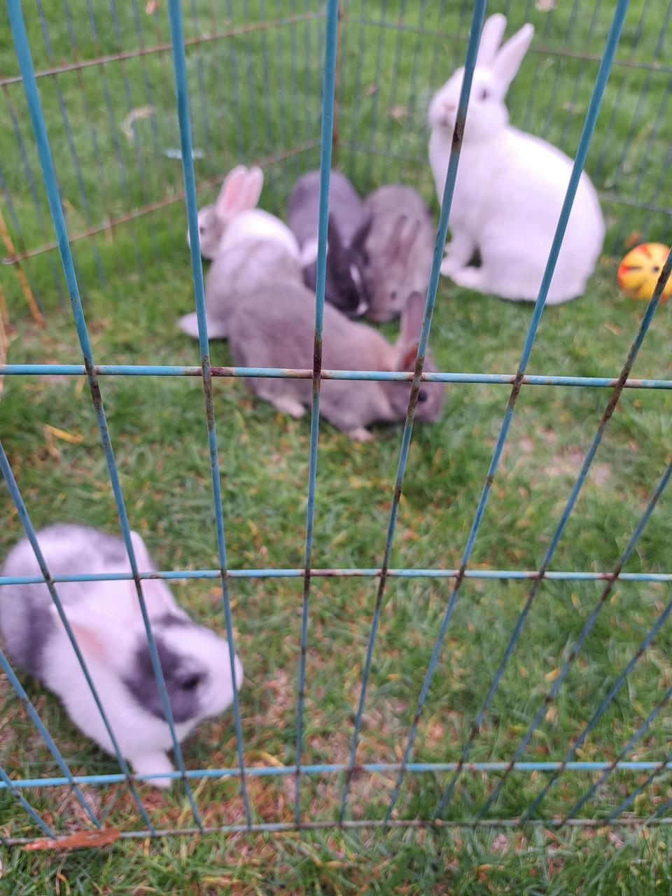 Konijntjes te koop!