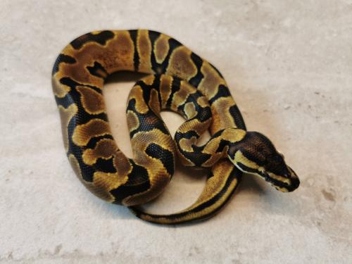 1.0 Koningspython Enchi