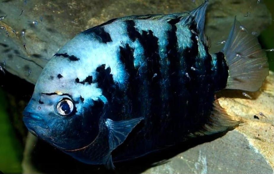 Kweekkoppel/kweekgroep cichliden