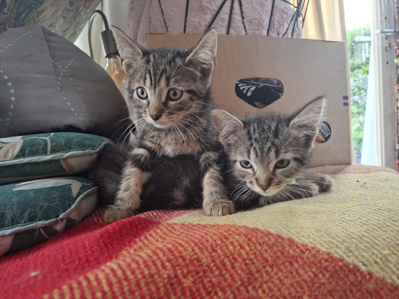 Lieve kittens