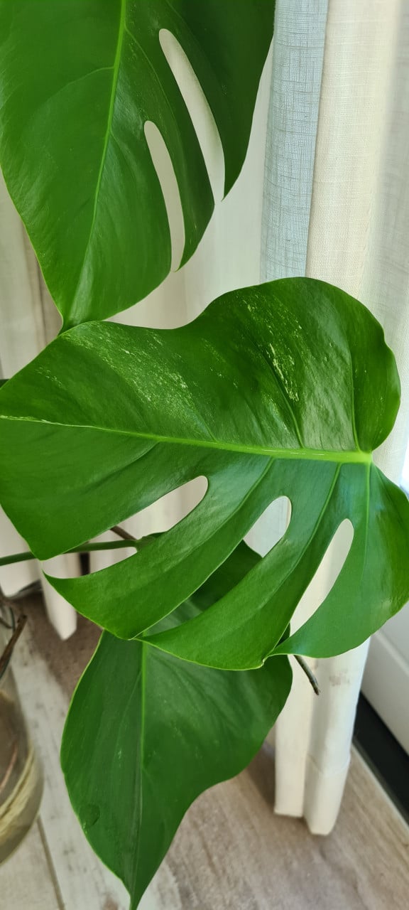 Monstera Variegata stekken
