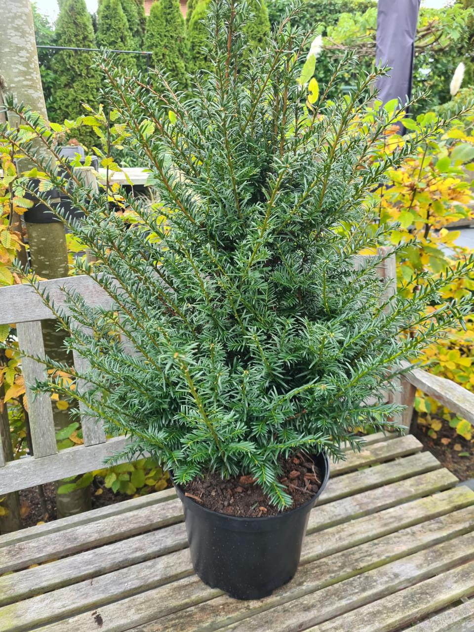 Taxus Baccata haagplanten in alle maten leverbaar