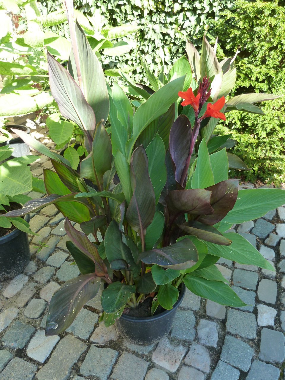 BLOEIENDE CANNA