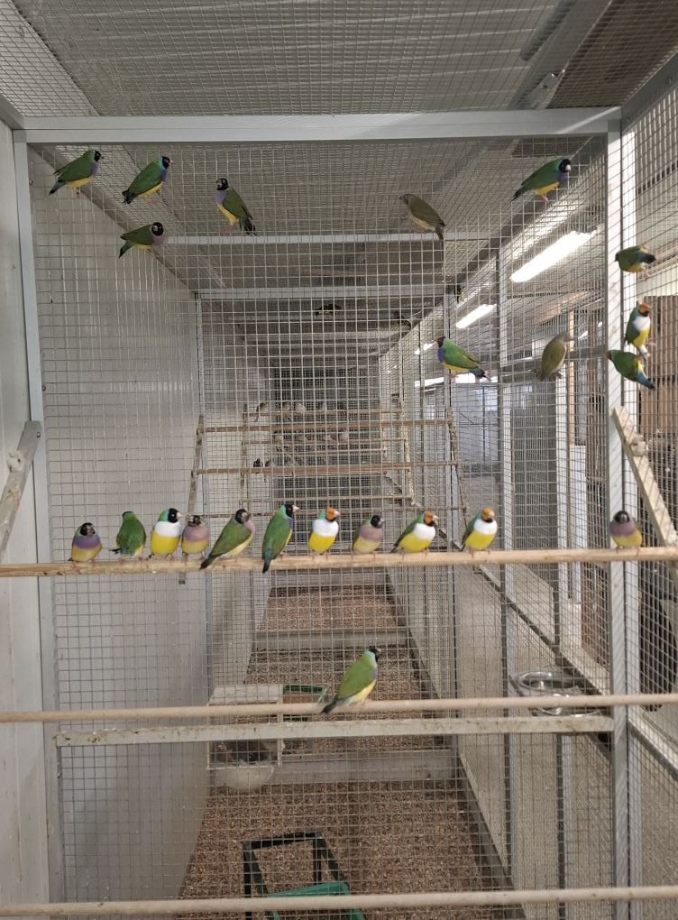 Allerlei vogels