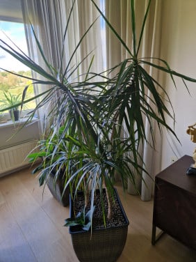 Dracaena palmlelie
